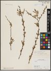 Foto von Salix acmophylla Boiss.